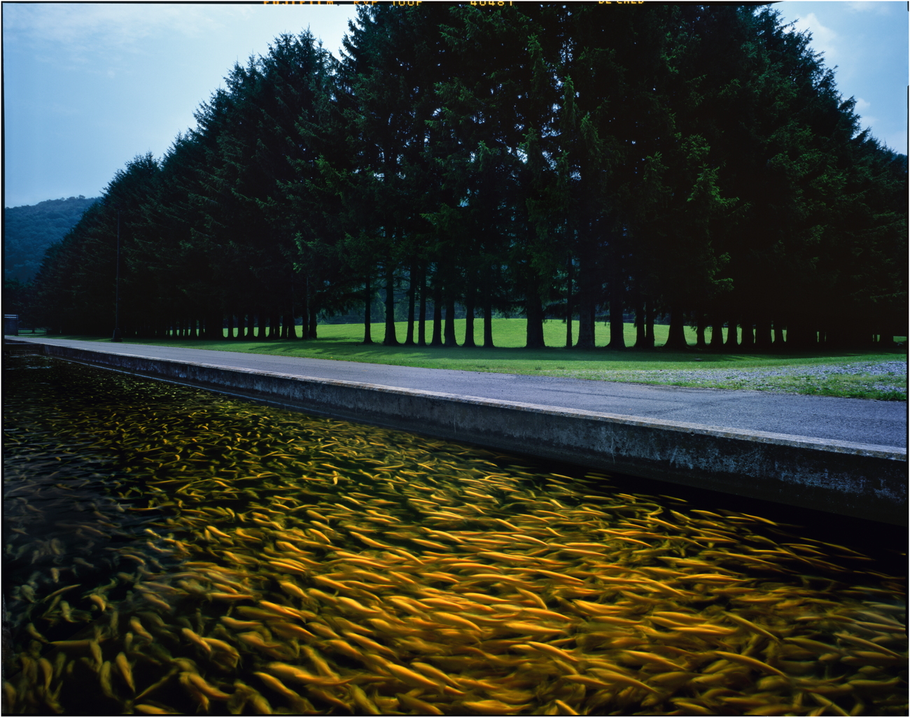 Golden Speckled Trout hatchery, Elkins, West Virginia (for Bob Lynn), 2006