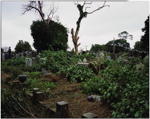 Acacia Cemetery, Queens, New York, 2008